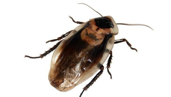 Kto podejmie się dezynfekcji karaluchów?